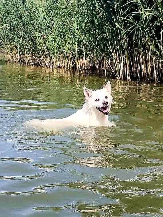 Kutyák a napköziben